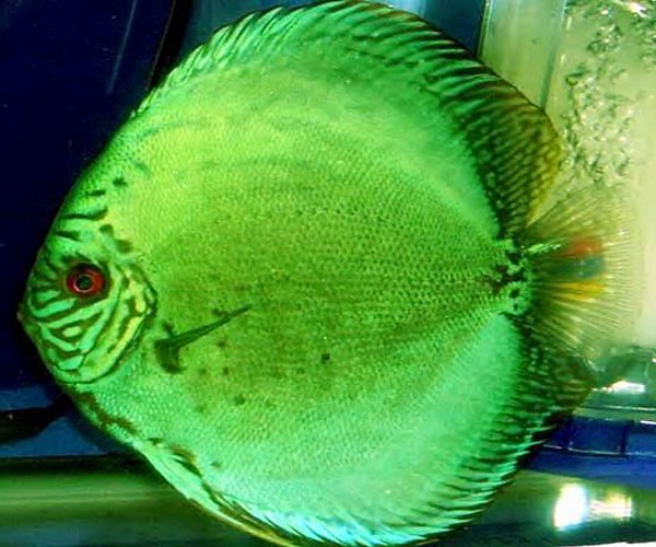 green discus fish